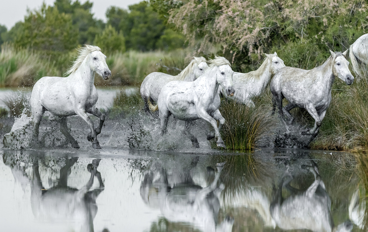 Camargue, Wildpferde