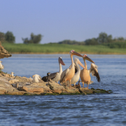 Faszinierende Tierwelt im Donaudelta