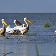 Pelikangruppe im Donaudelta
