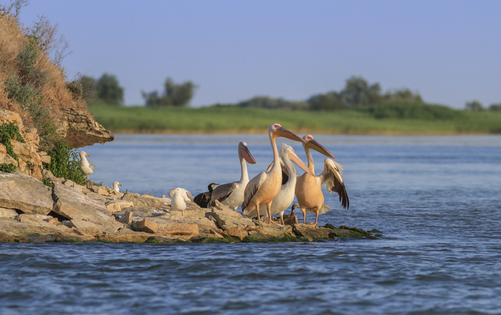 Faszinierende Tierwelt im Donaudelta