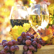 Weingenuss in der Pfalz