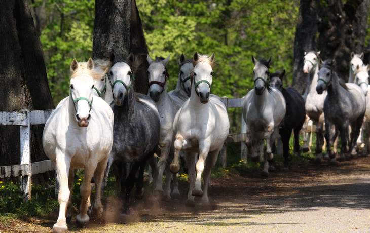 Lipizzaner auf dem Gestüt Lipica in Slowenien