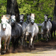 Lipizzaner auf dem Gestüt Lipica in Slowenien