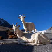 Timmelsjoch Hochalpenstraße in den Ötztaler Alpen