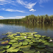 Wasserlandschaft im Donaudelta