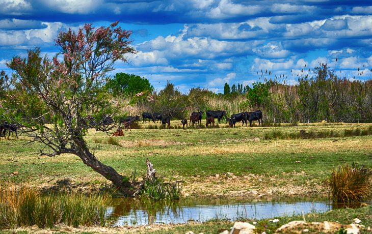 Stiere in der Camargue