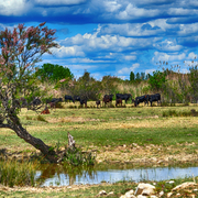 Stiere in der Camargue