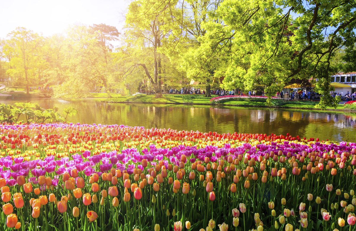 Keukenhof - © Getty Images/iStockphoto