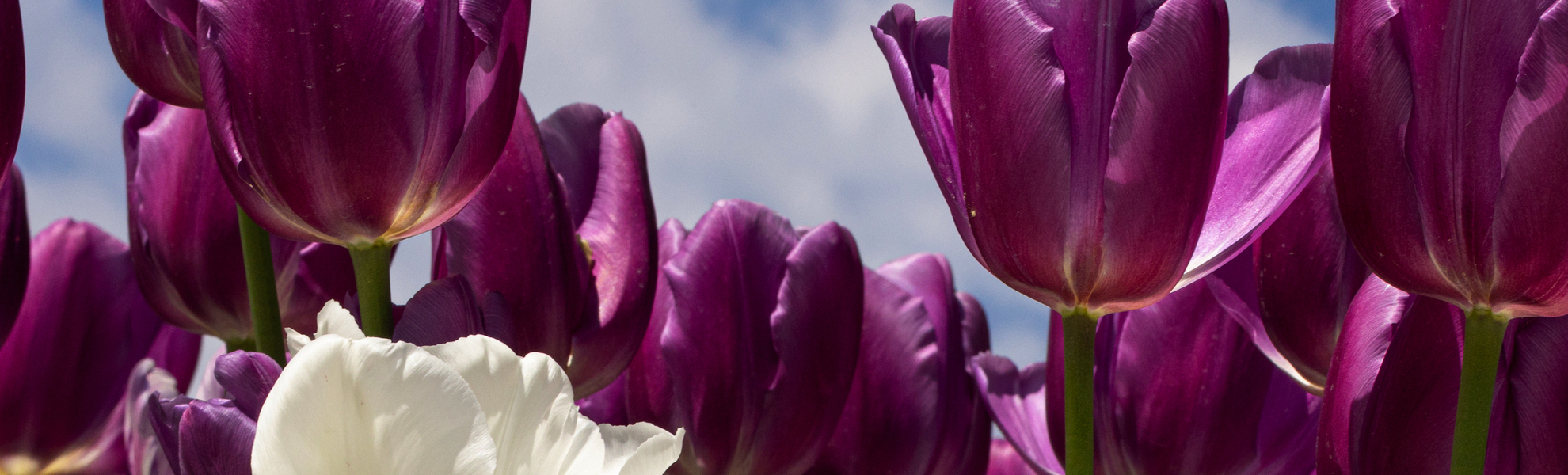 tulipes blanches et violettes - © sarenac77 - stock.adobe.com