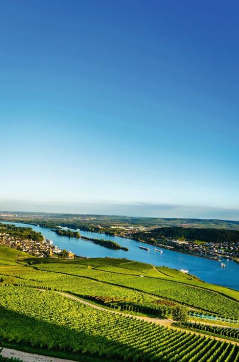 La viticulture sur les rives du Rhin - © CPN - Fotolia