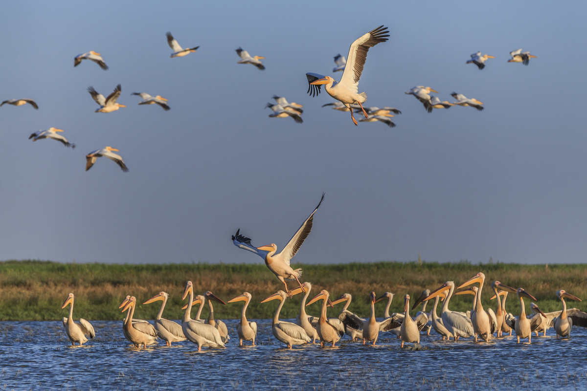 Pélicans blancs, delta du Danube - © porojnicu - Fotolia