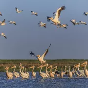 Pélicans blancs, delta du Danube