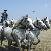 Reitvorführung, Puszta