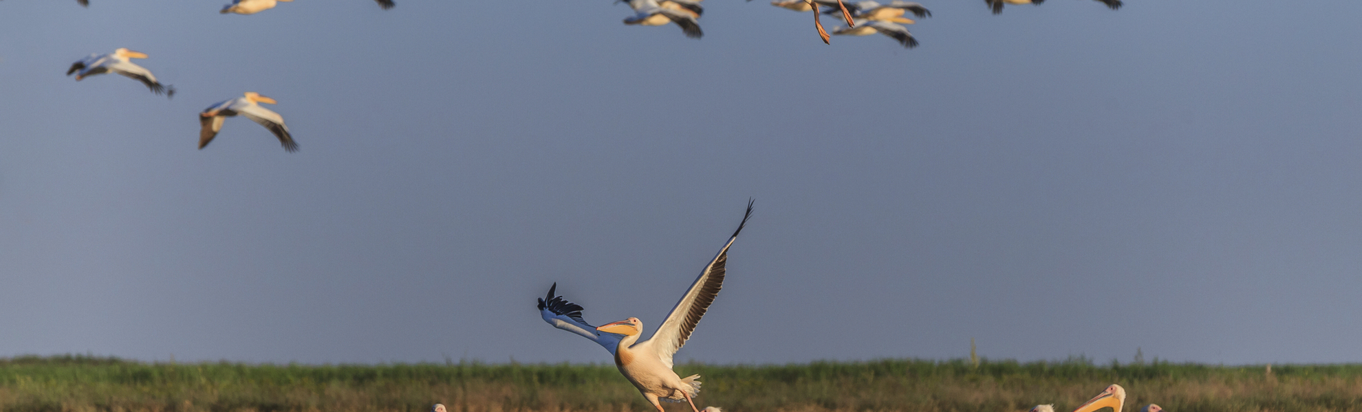 Pélicans blancs, delta du Danube - © porojnicu - Fotolia
