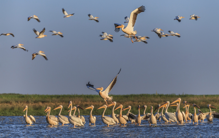 © porojnicu - Fotolia - Pélicans blancs, delta du Danube
