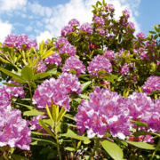 Rhododendron