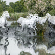 Camargue, Chevaux