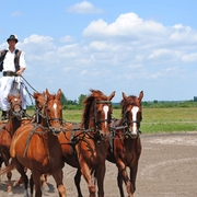 Csikós - Gardiens de chevaux hongrois