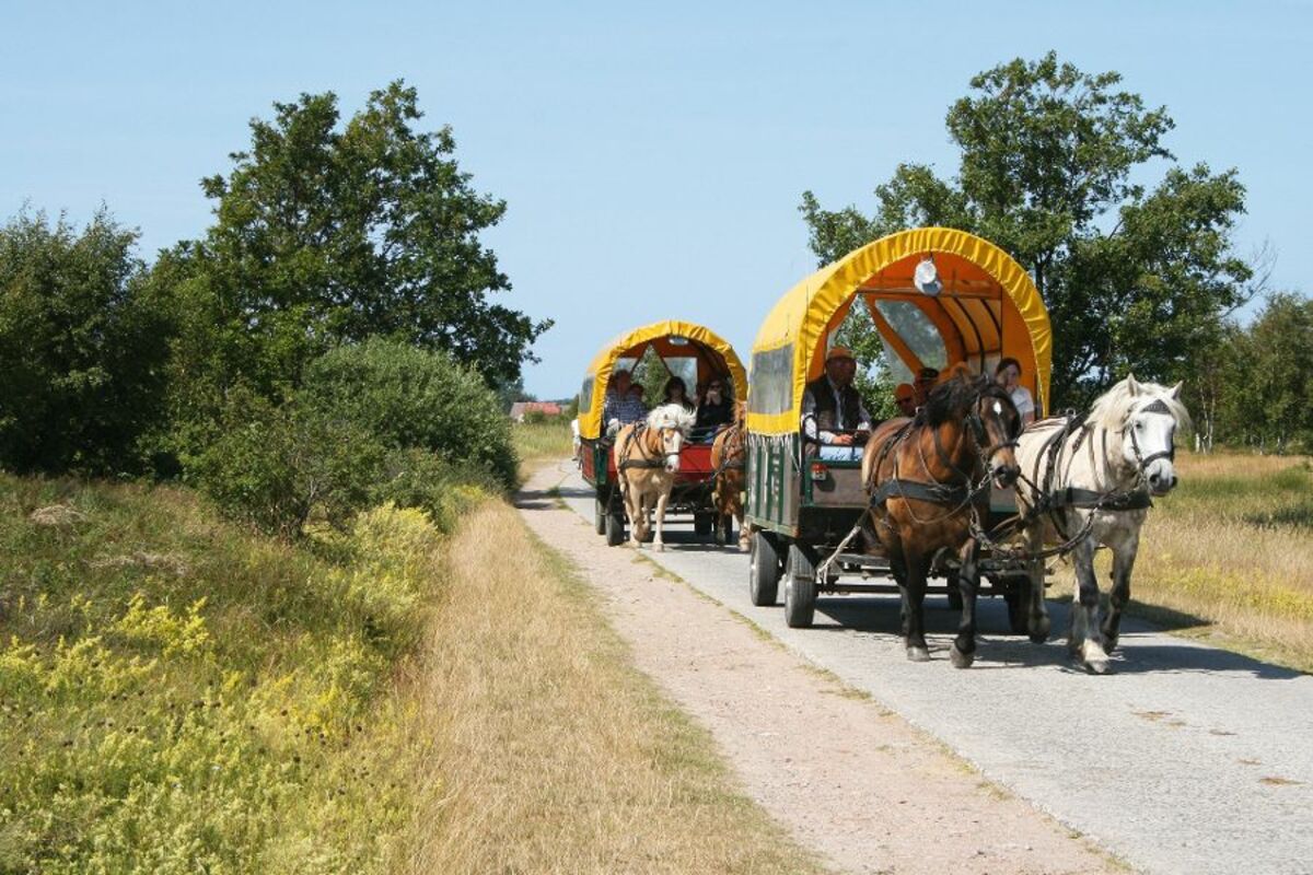 Promenade en calèche Hiddensee