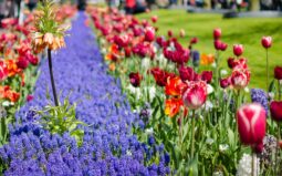 Le Rhin dans toute sa splendeur